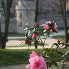 avant-goût du printemps à Vannes