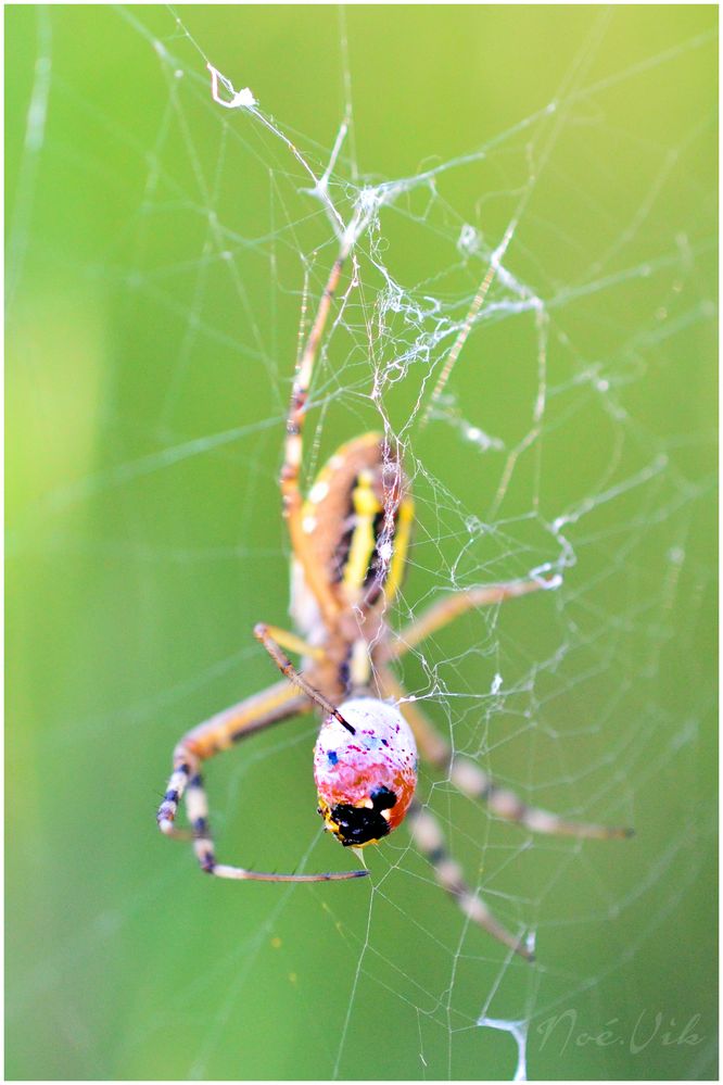 Avant, j'étais une coccinelle...