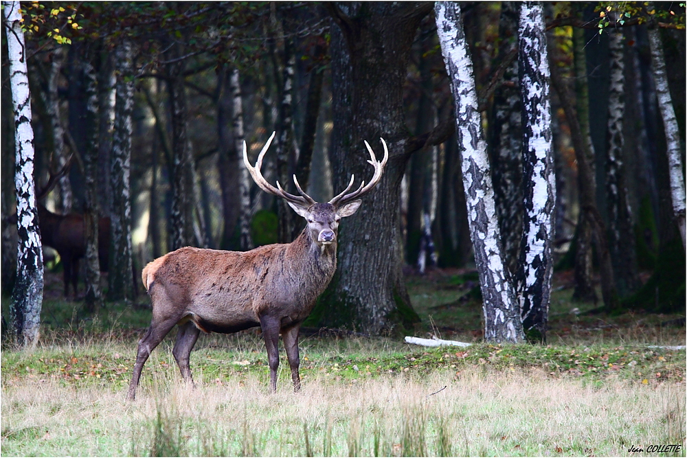 "Avant la chûte des bois."