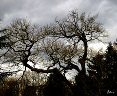 Avant la tempête