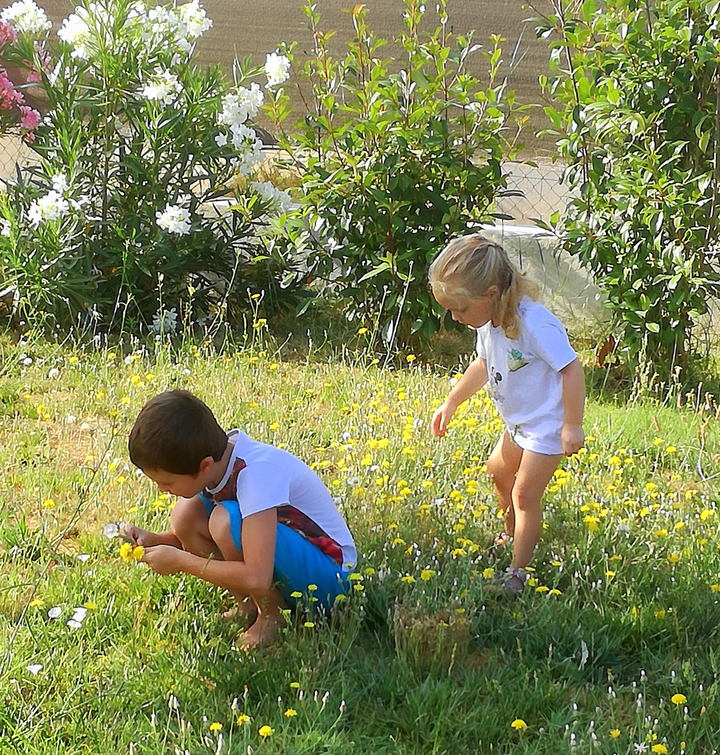 Avant la tonte, un dernier bouquet ...