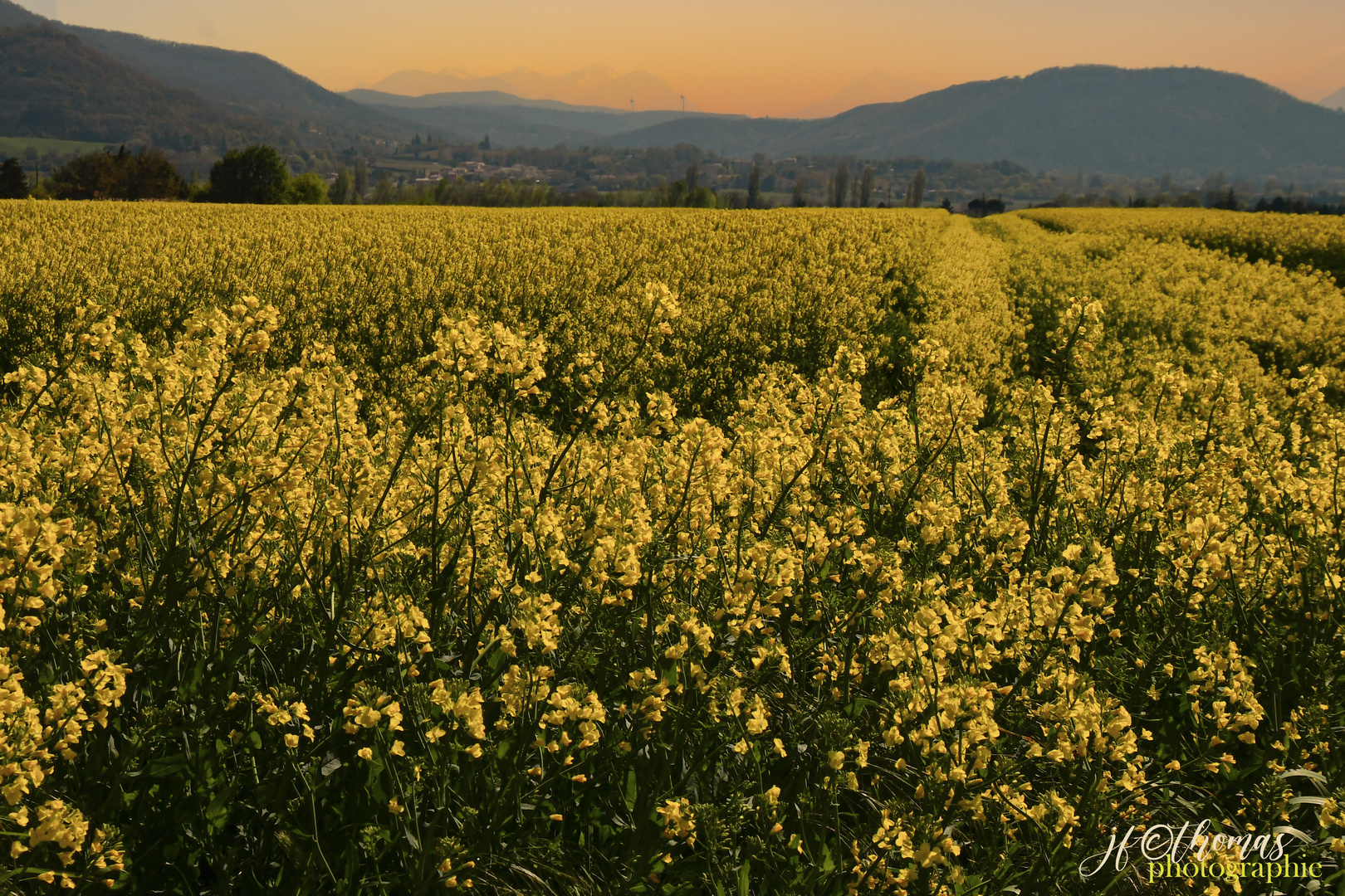 avant le jaune secheresse