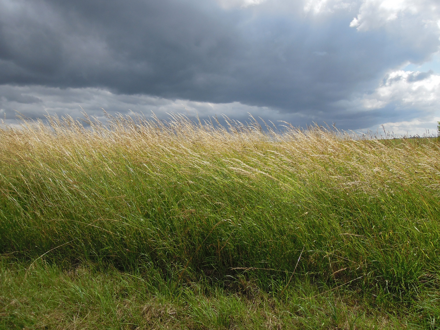 Avant l'orage.