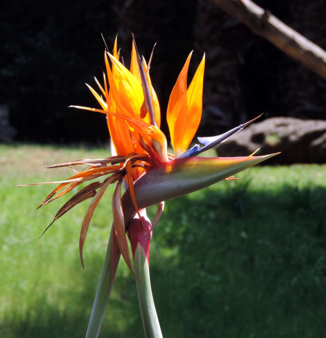 Ave del paraíso-Strelitzia- México DF