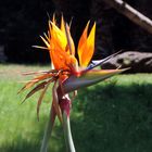 Ave del paraíso-Strelitzia- México DF