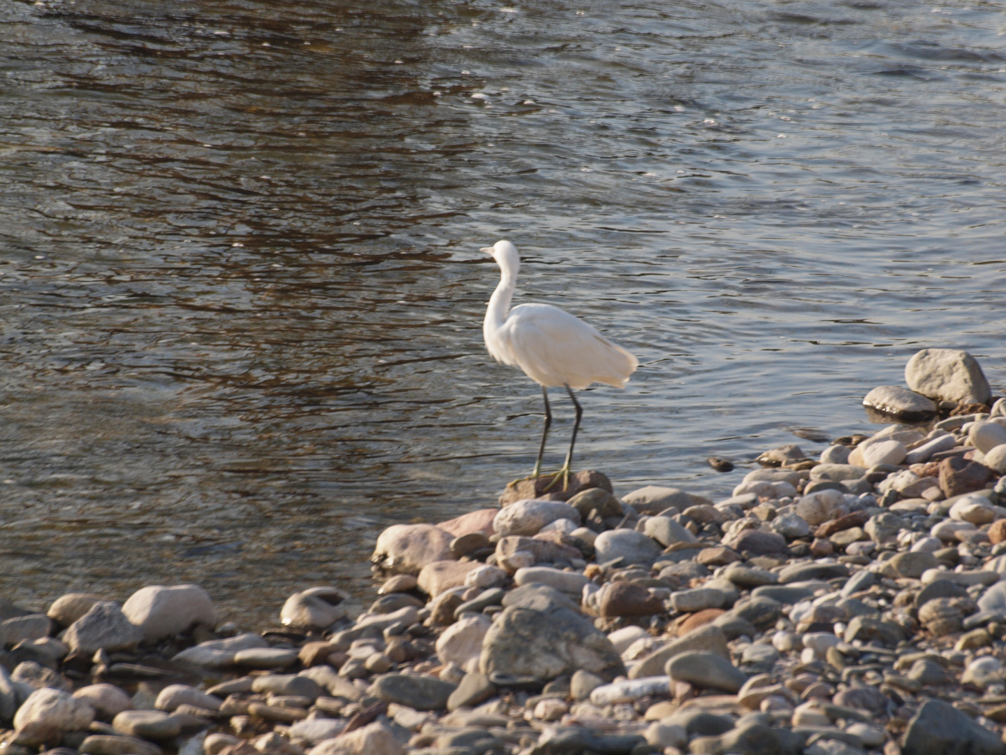 AVE EN EL RIO