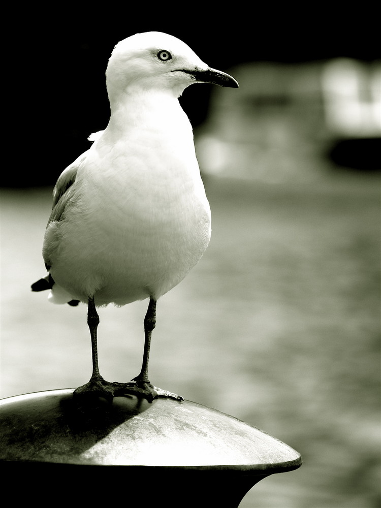 Ave en muelle.