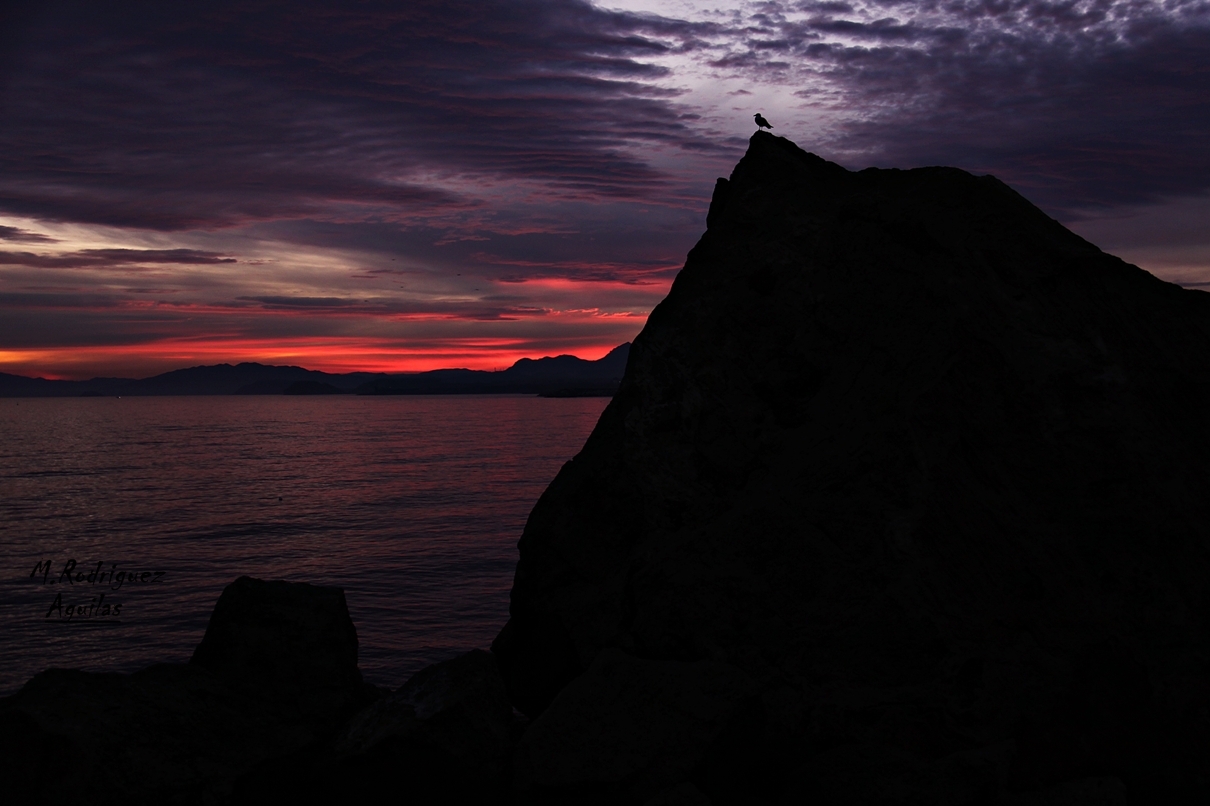 Ave sobre el Peñon ¨observando el atardecer¨