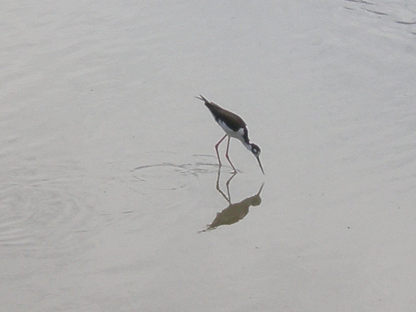 Ave tomando agua