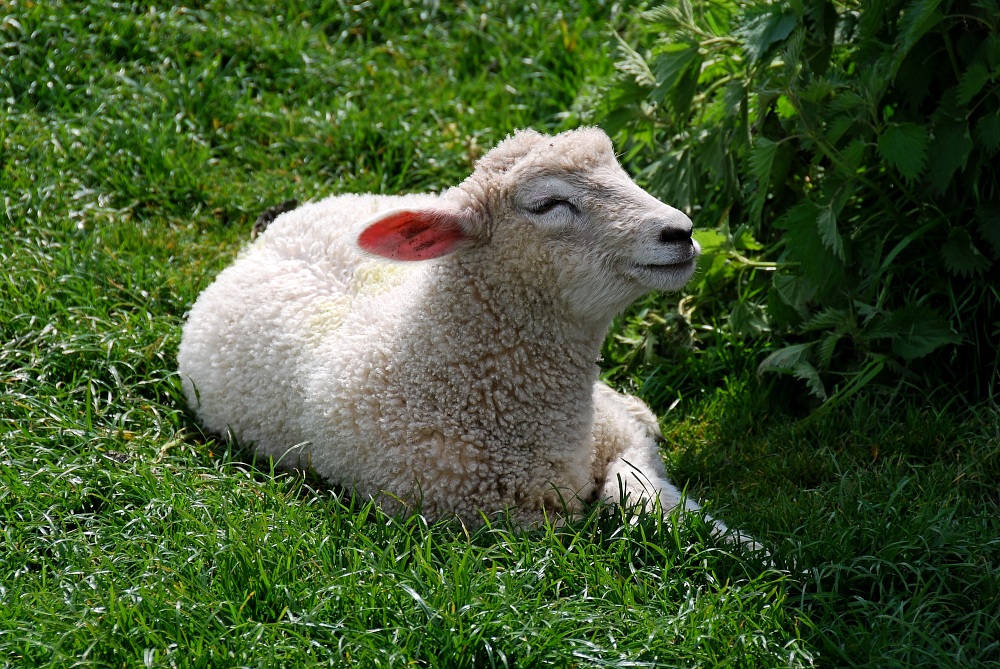 Avebury - Schaf