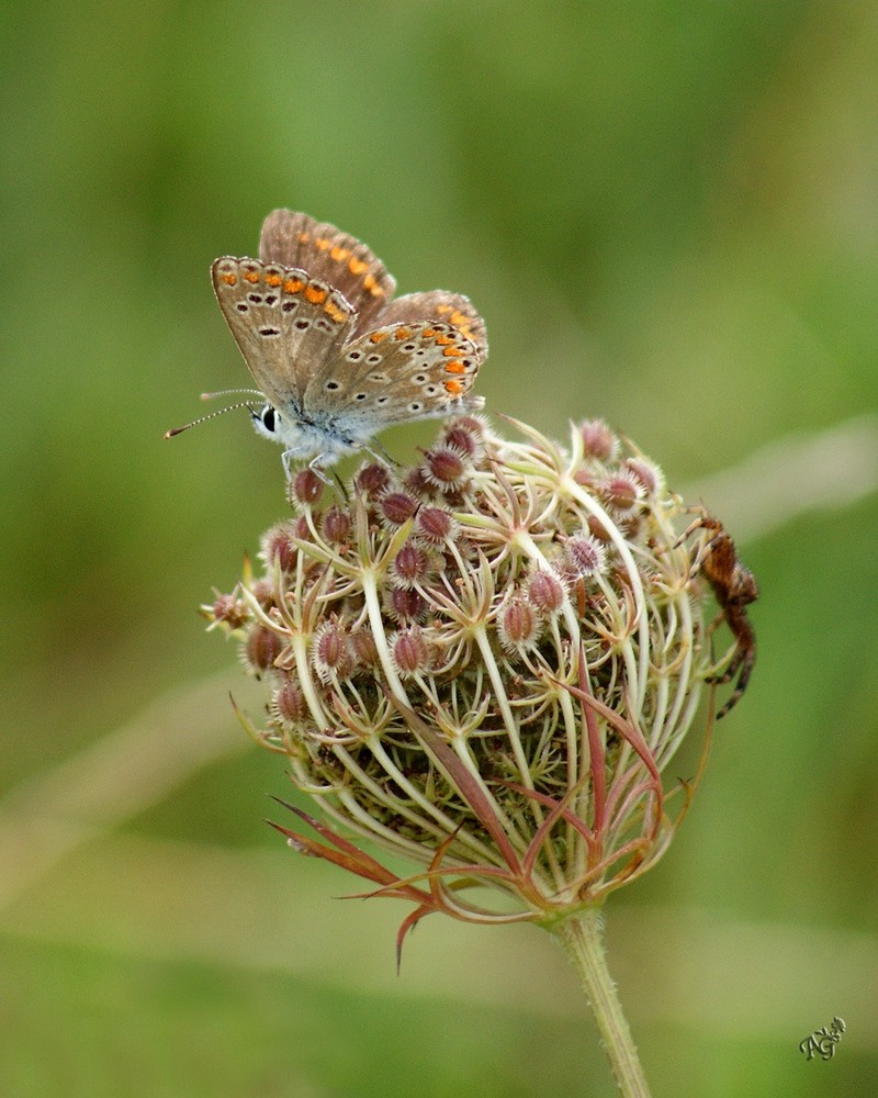 Avec la fin de l'été.... la fin des papillons ....