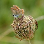 Avec la fin de l'été.... la fin des papillons ....