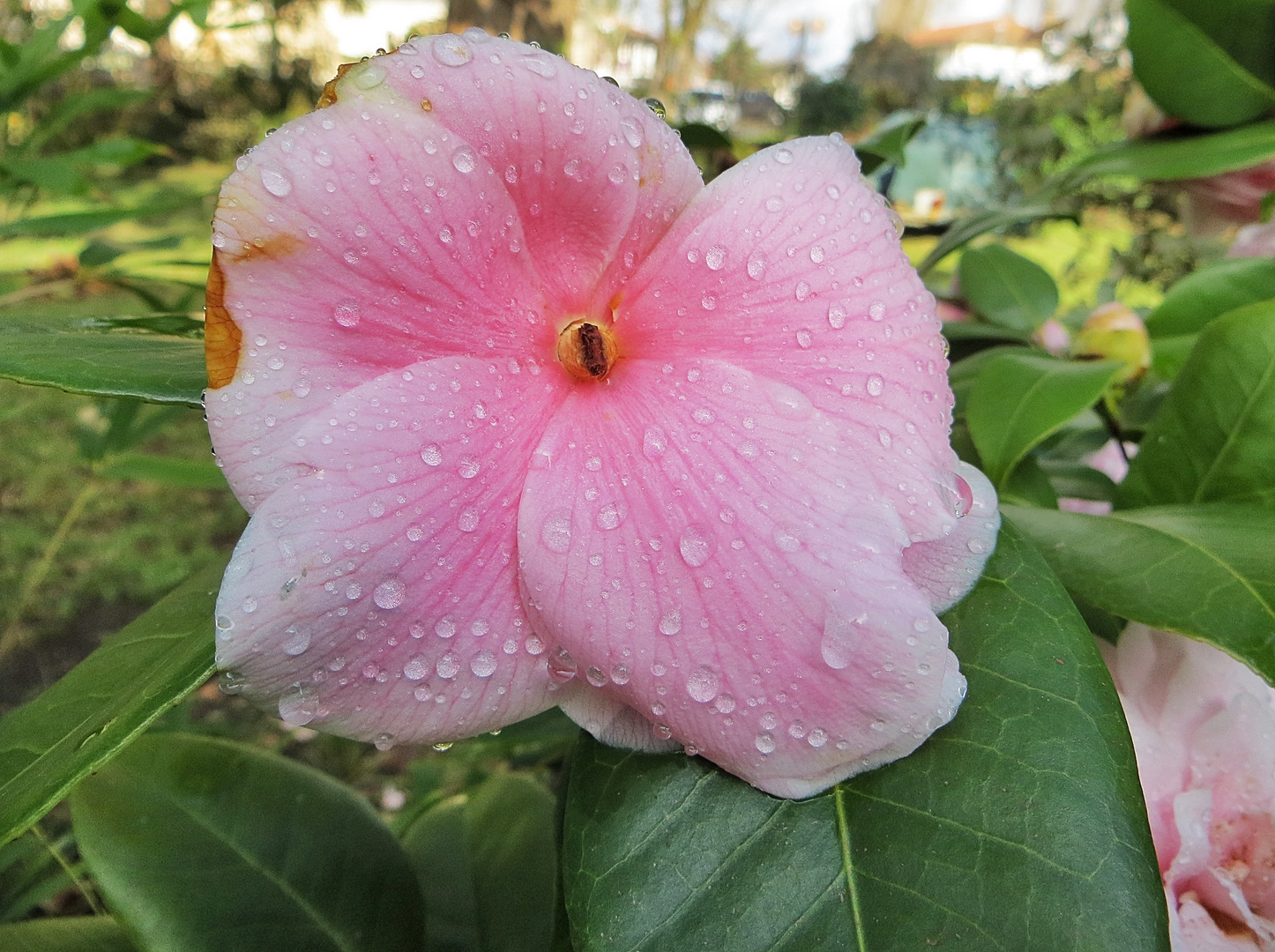 avec la rosée !