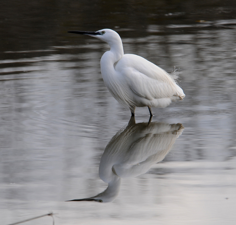 avec les reflets