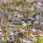 Avec ma calotte noire... je suis la mésange charbonnière