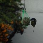 ..Avec un peu de patience, une mésange affamée..