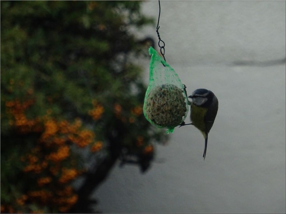 ..Avec un peu de patience, une mésange affamée..