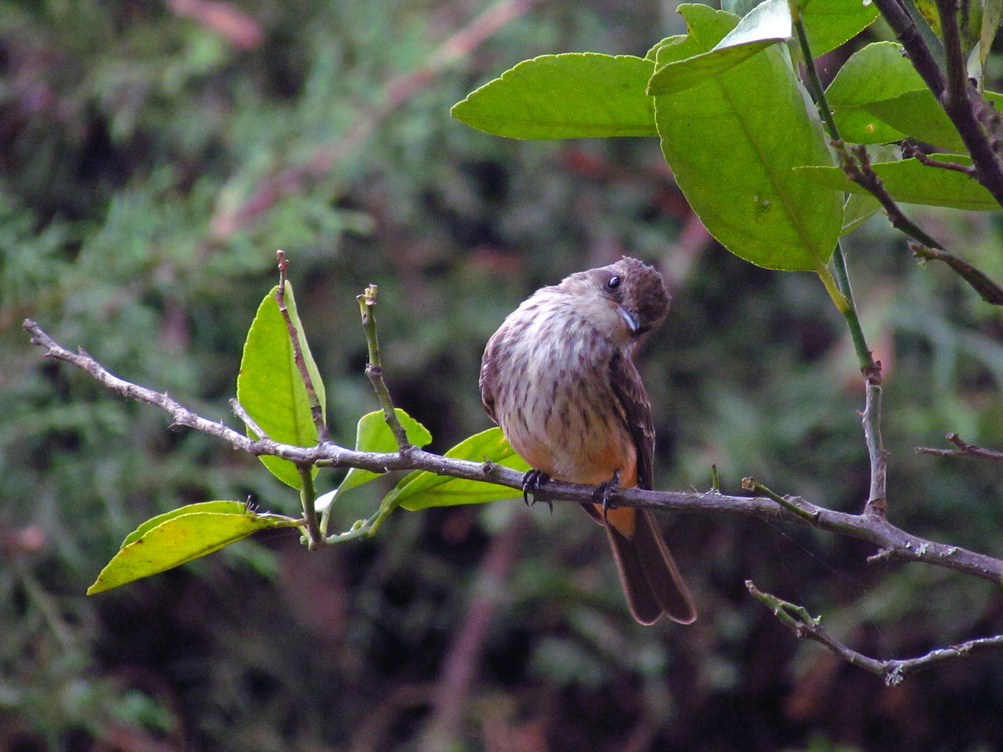 avecilla en el jardín  (mosquero cardenalito hembra)