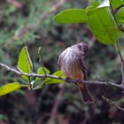 avecilla en el jardín  (mosquero cardenalito hembra)