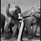 Avedon Dovima con elefanti Parigi agosto 1955