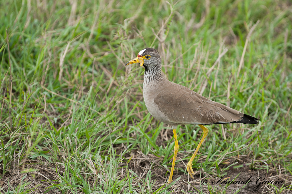 avefria senegalesa ( vanellus senegallus )