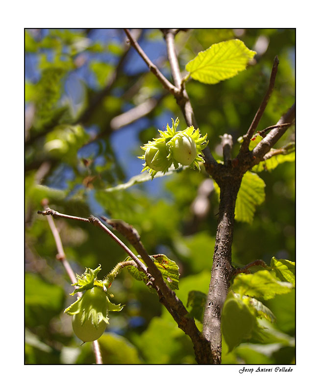 avellanes - hazelnuts