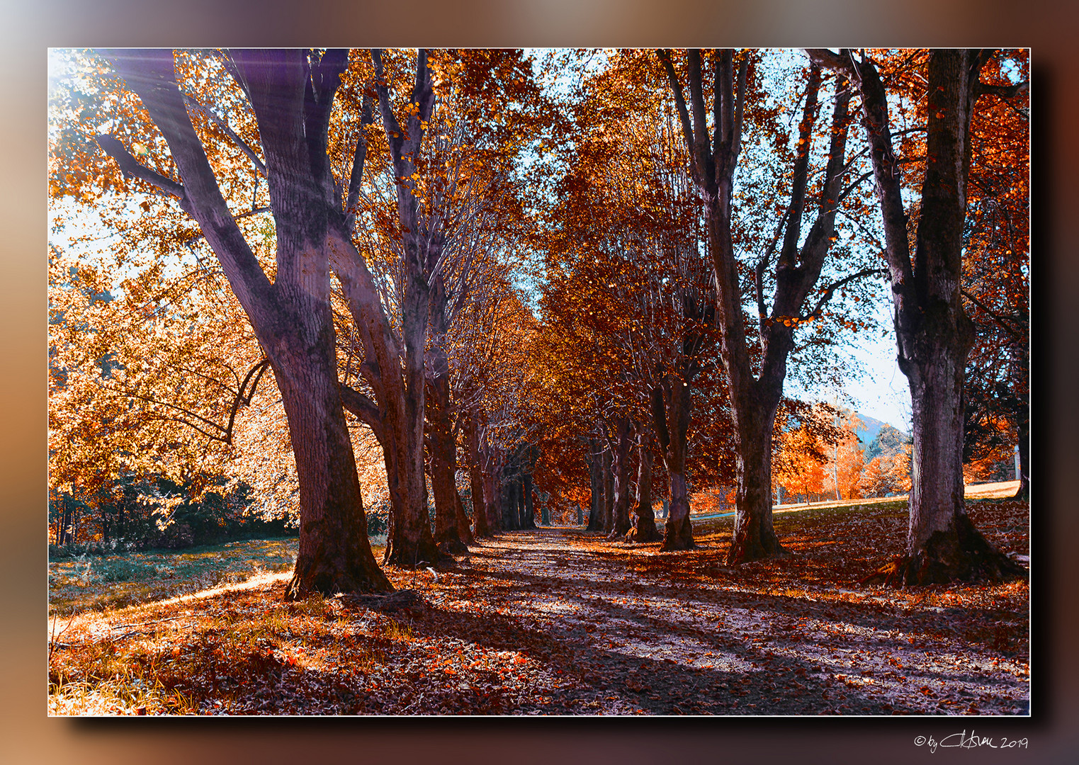 Avenue automnale - Herbstallee