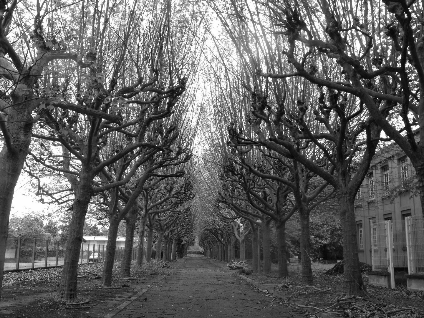 Avenue d'Arbres