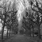 Avenue d'Arbres