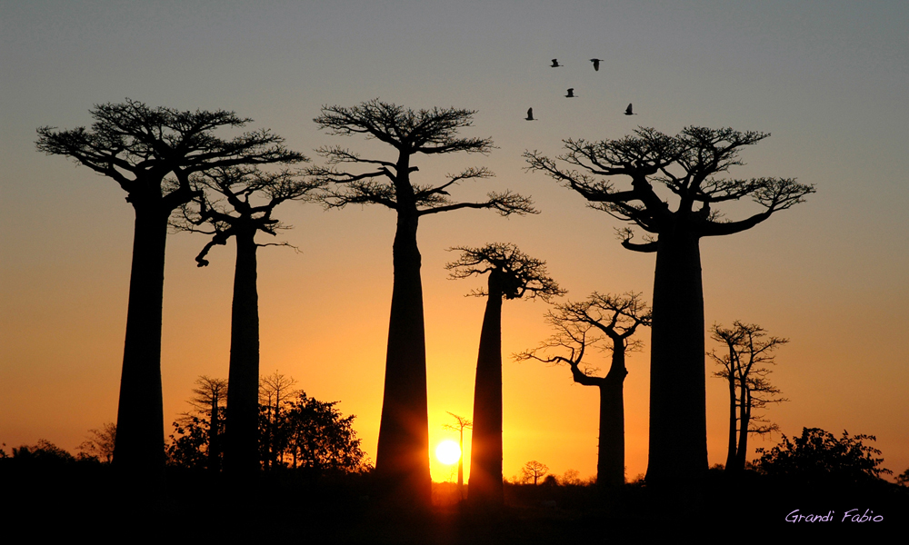 Avenue de Baobab..tramonto tra i giganti