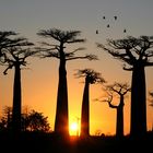 Avenue de Baobab..tramonto tra i giganti