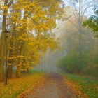 Avenue of broken lichter