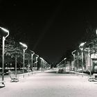 avenue of lights