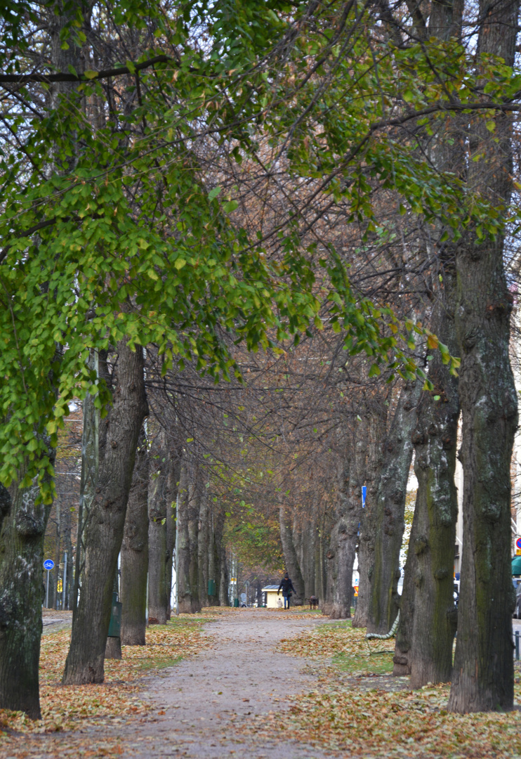 Avenue of Munkkiniemi