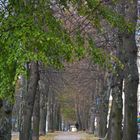 Avenue of Munkkiniemi