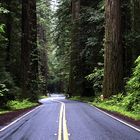 Avenue of the Giants