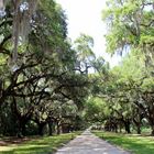 Avenue of the Oaks