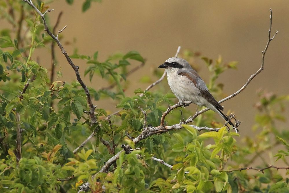 Averla (Lanius collurio)