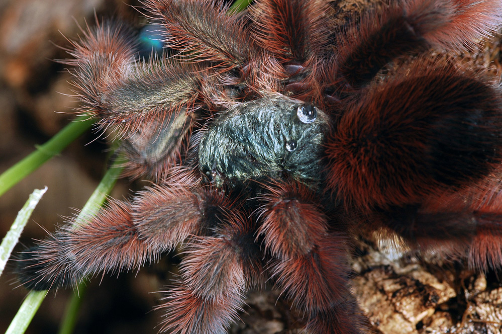 A.versicolor