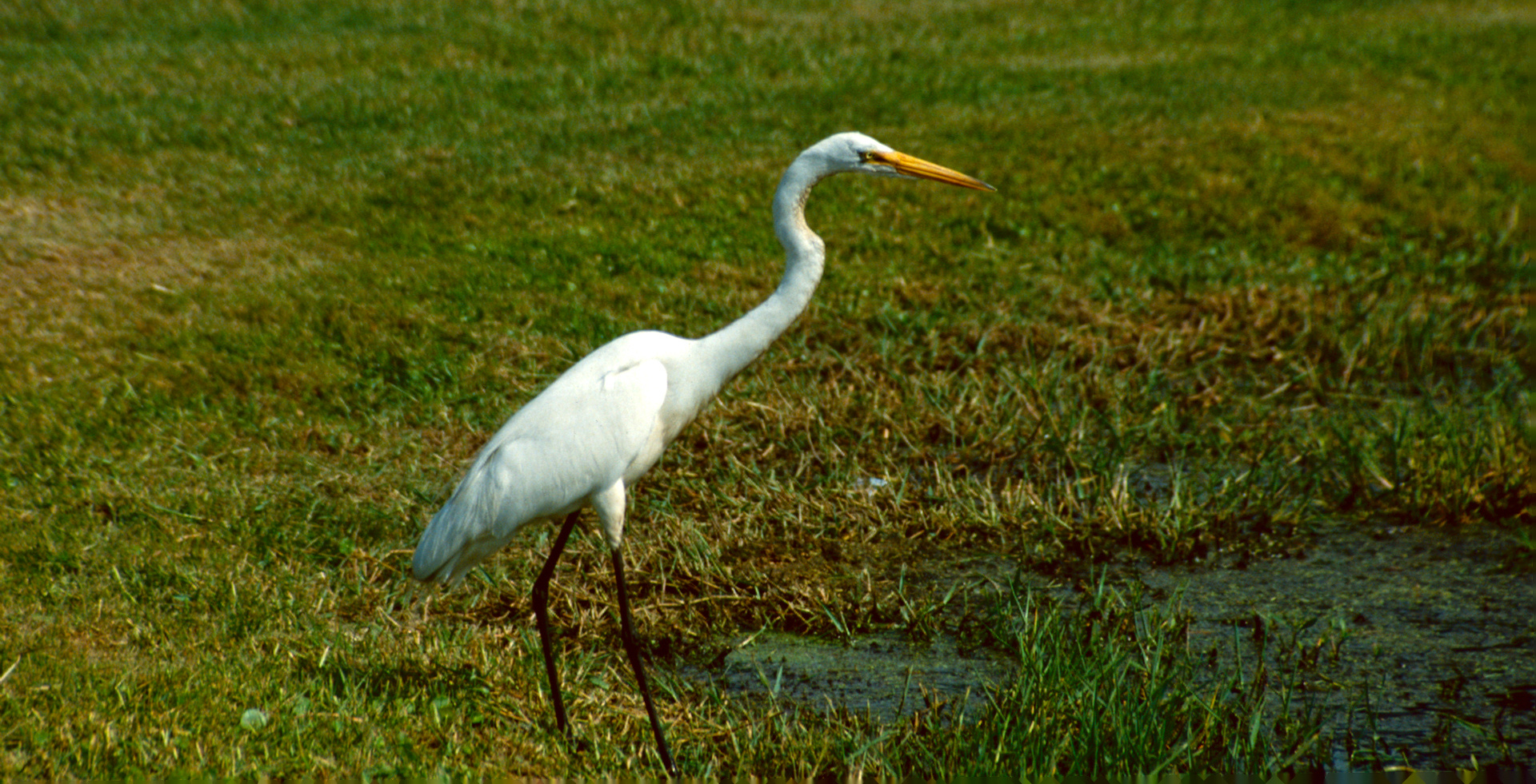 Avery Island, LA - 1988