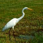 Avery Island, LA - 1988