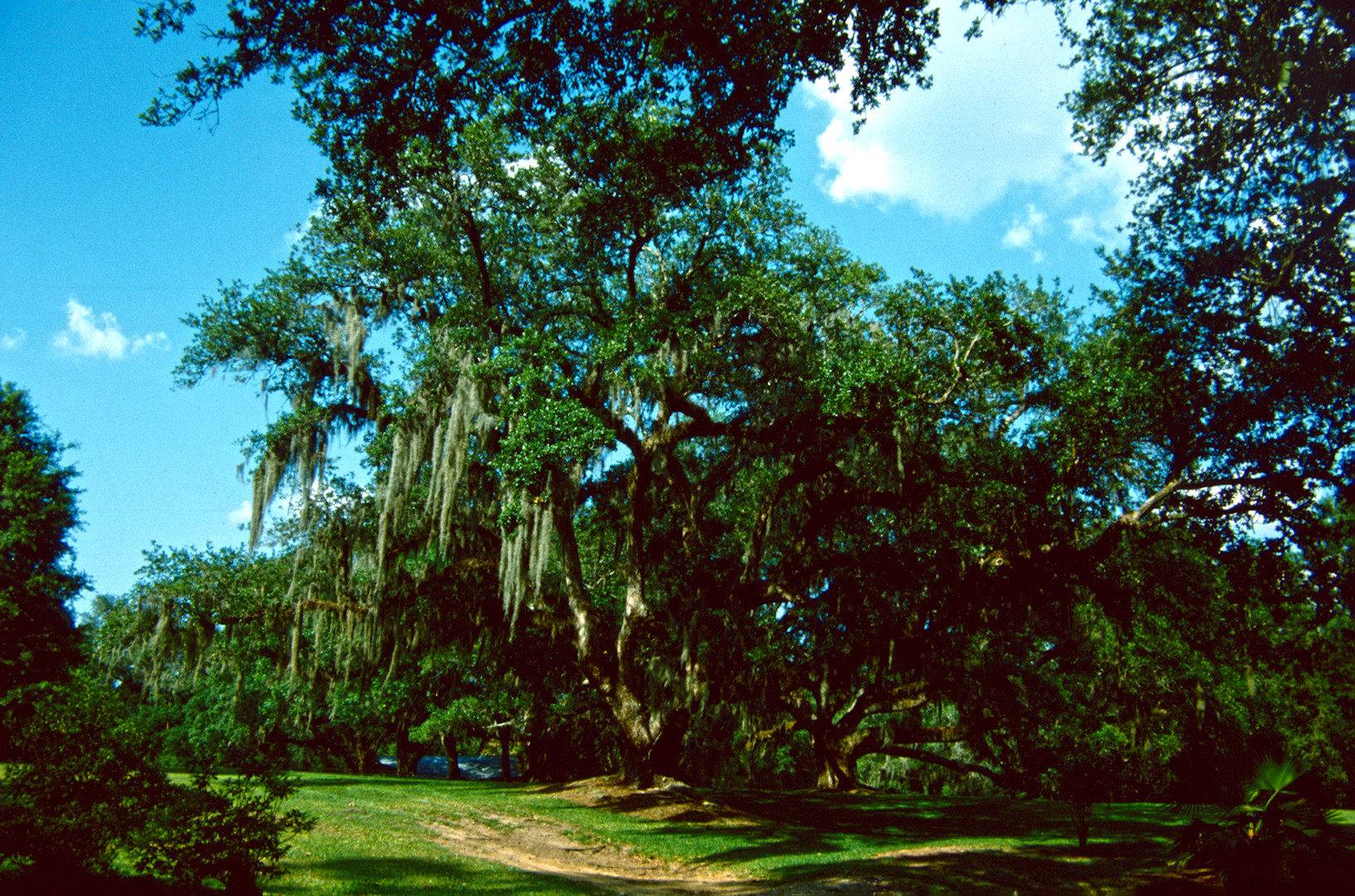 Avery Island, LA - Home of Tabasco Sauce - 1988