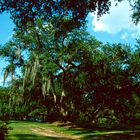 Avery Island, LA - Home of Tabasco Sauce - 1988