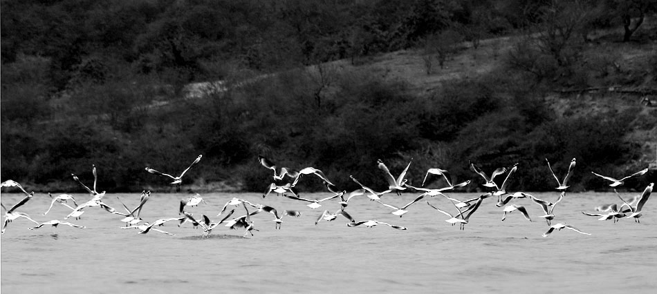 Aves al vuelo