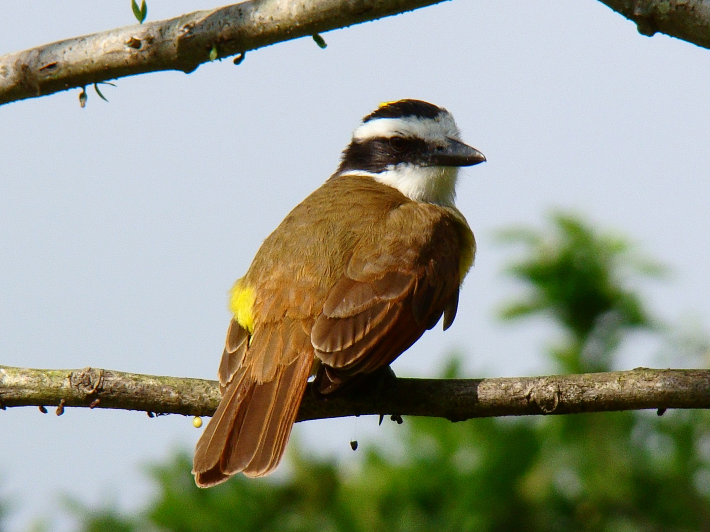 Aves de Honduras