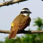 Aves de Honduras