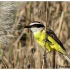 Aves de la reserva ecológica 2