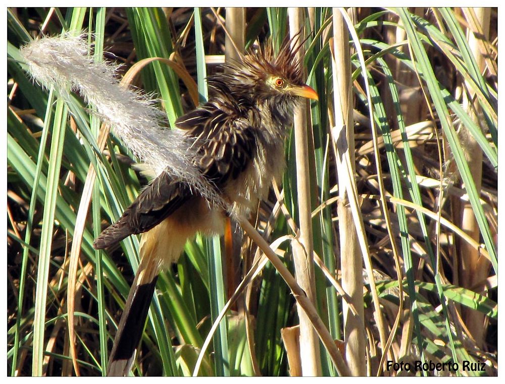 Aves de la reserva ecológica