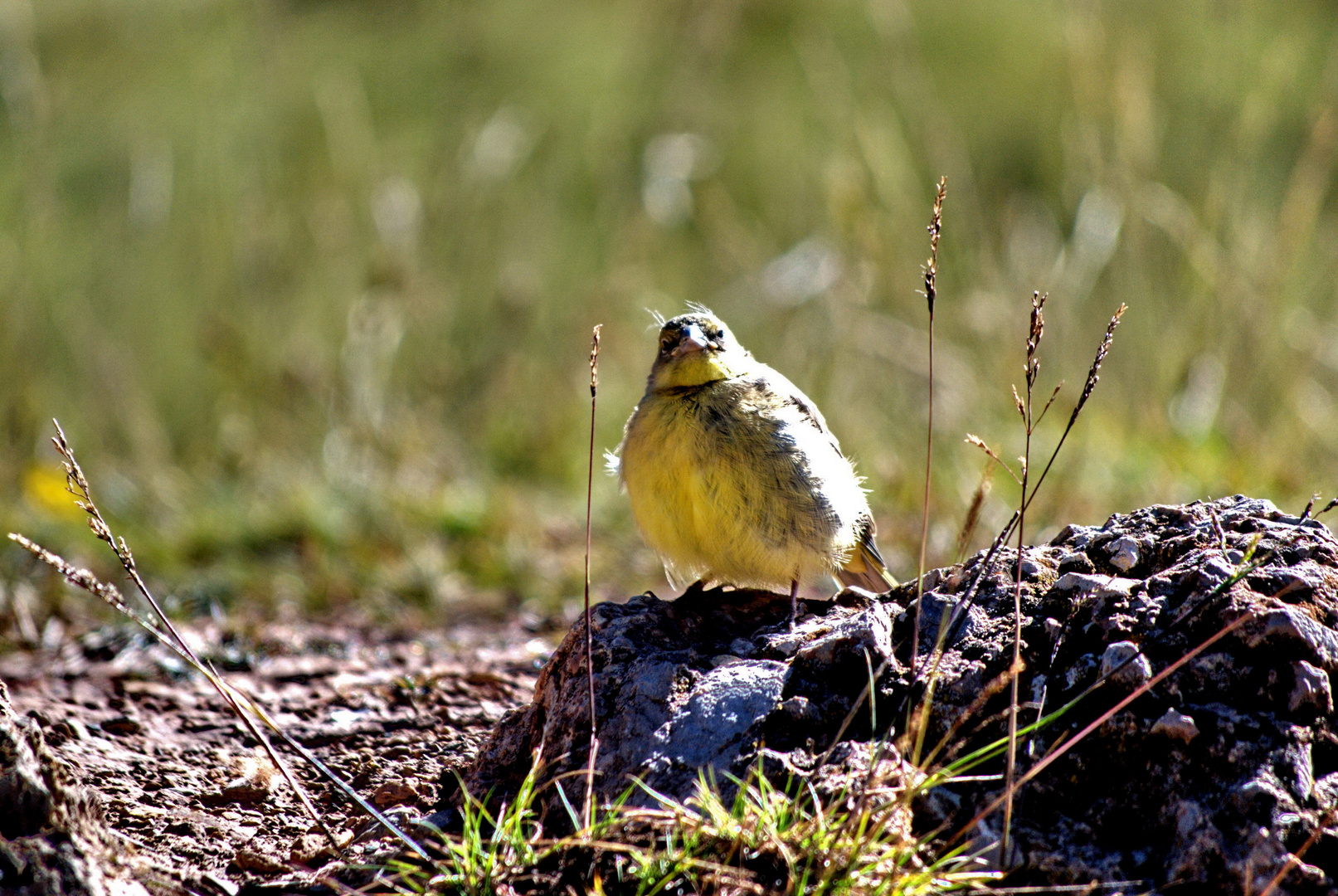 Aves de la Sierra Peruana