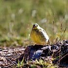 Aves de la Sierra Peruana